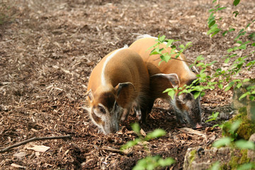 red river hogs