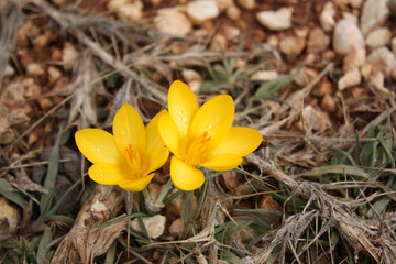 flower