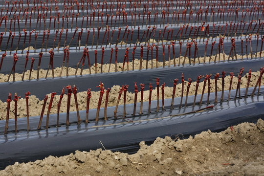 P&eacute;pini&egrave;re de plants de vigne