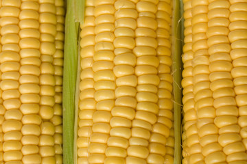 Corn or sweetcorn on the cob