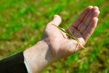 Hand hold a green grass