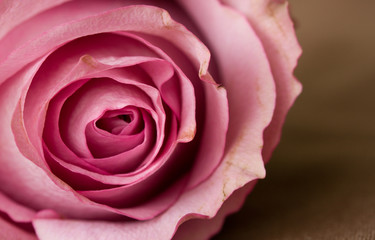 Fototapeta na wymiar Pink rose closeup