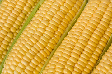 Cron or sweetcorn on the cob closeup