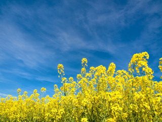 Rapeseed field