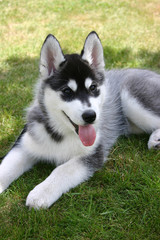 Siberian Husky Puppy