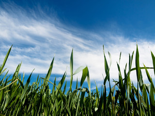 Obraz premium Young wheat field at spring