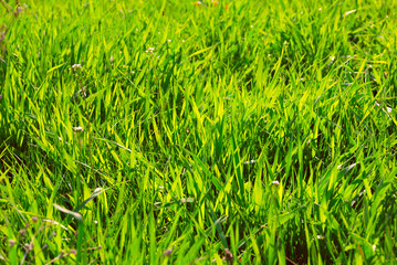 The sunlight shines a grass through