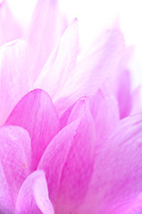 Obraz premium Flowers crocuses
