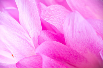 Flowers crocuses