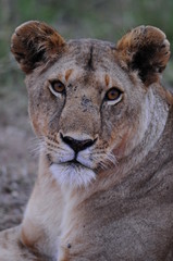 Fototapeta premium Lioness (Panthera leo), Masai Mara, Kenya