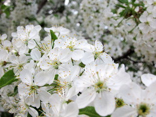 blossoms