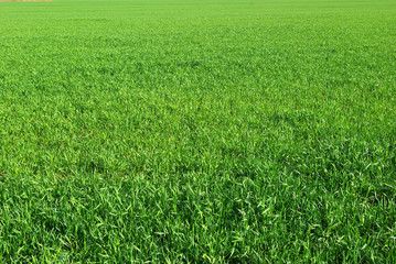 grass field