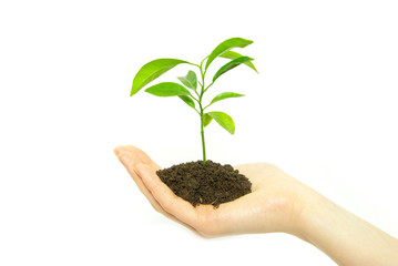 new life