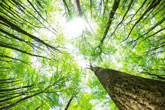 Fototapeta forest