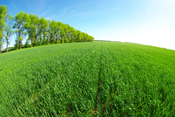 Obraz premium meadow