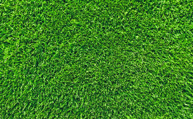 Obraz premium fresh lawn grass