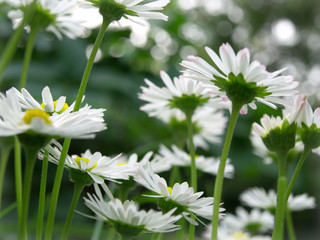 Daisies