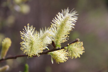 Willow catkins