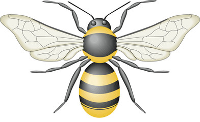 Bee insect
