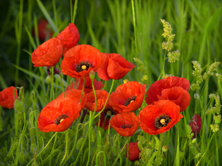 Poppy © Željko Radojko