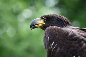 close up of a golden eagle