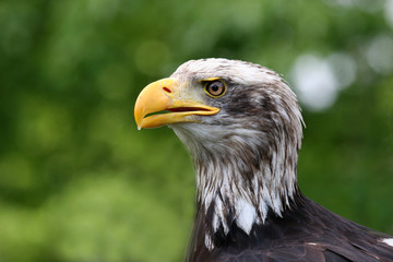close up of a bald american eagle
