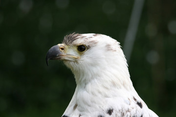 african sea eagle