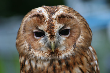 portrait of a tawny owl