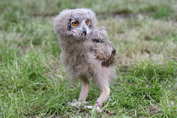 baby owl walking in the grass