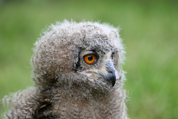 close up of a baby great horned owl