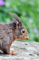 Eichhörnchen im Wald