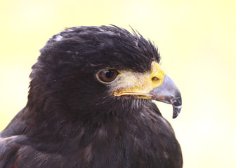 hawk