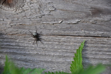 Spider