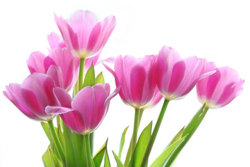 Obraz na płótnie Canvas bukiet fioletowych tulipanów