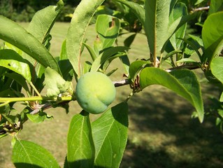 albero da frutta