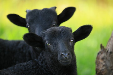 Fototapeta premium lämmer