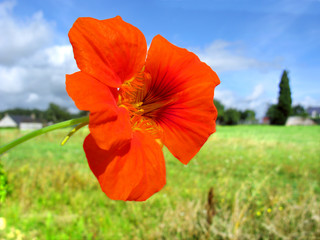 Gros plan d'une fleur de capucine