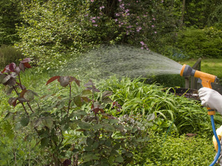 watering plants