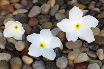 Obraz na płótnie Canvas fleurs blanches de frangipanier sur lit de galets