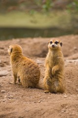 meerkats