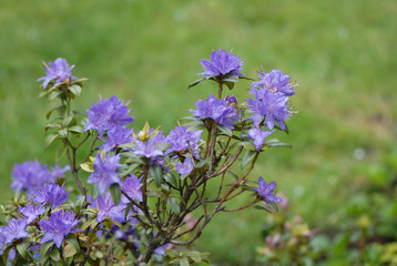 kwiaty © Krzysztof Budziakows