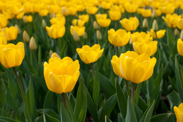 Obraz premium yellow tulips
