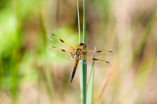Libelle auf Grashalm. Dragonfly.