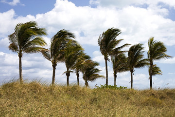 Naklejka premium Palm Trees Blowing in the Wind