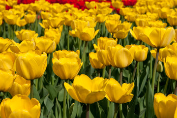red and yellow tulips
