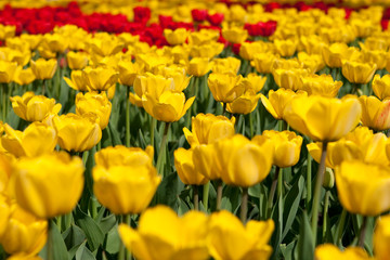 red and yellow tulips