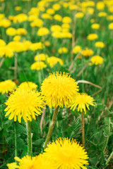 Obraz premium Close-up of dandelion