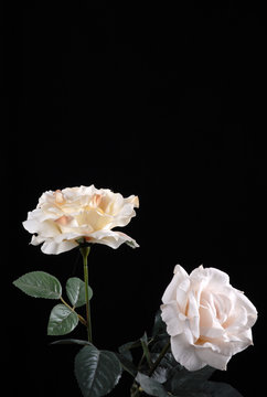 róże © Krzysztof Budziakows