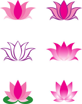 vector illustration of lotus flower