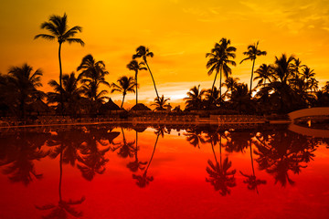 Many black palm on a night beach orange night